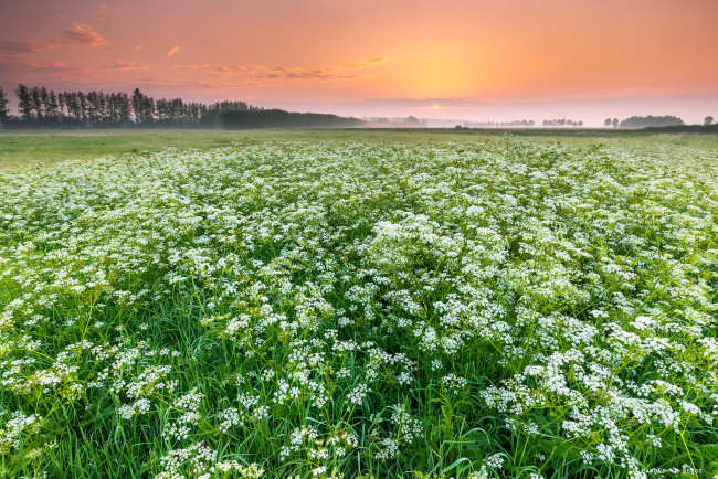 Обои картинки фото природа, поля, простор