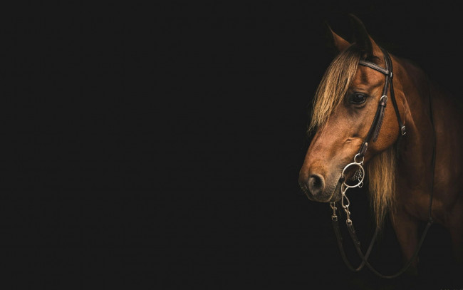 Обои картинки фото животные, лошади, лошадь, гнедая, уздечка