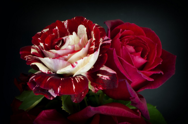 Обои картинки фото цветы, розы