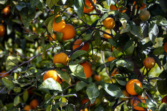 Картинка природа плоды мандарины