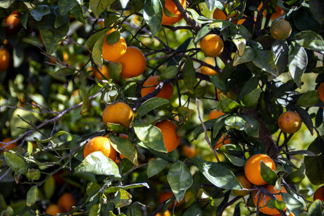 Обои картинки фото природа, плоды, мандарины