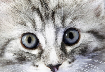 Картинка животные коты котенок глаза