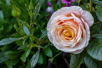 Картинка цветы розы куст роза бутоны