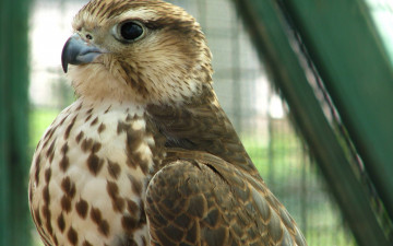 Картинка животные птицы+-+хищники сокол