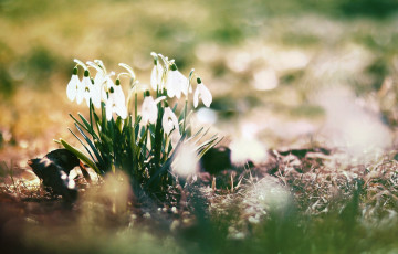 Картинка цветы подснежники +белоцветники +пролески