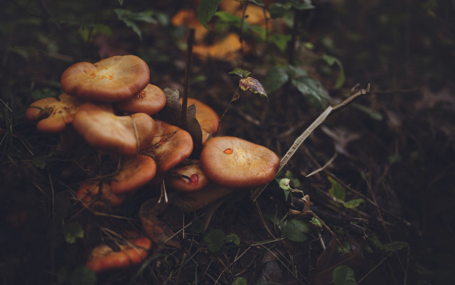 Обои картинки фото природа, грибы, грибная, семейка