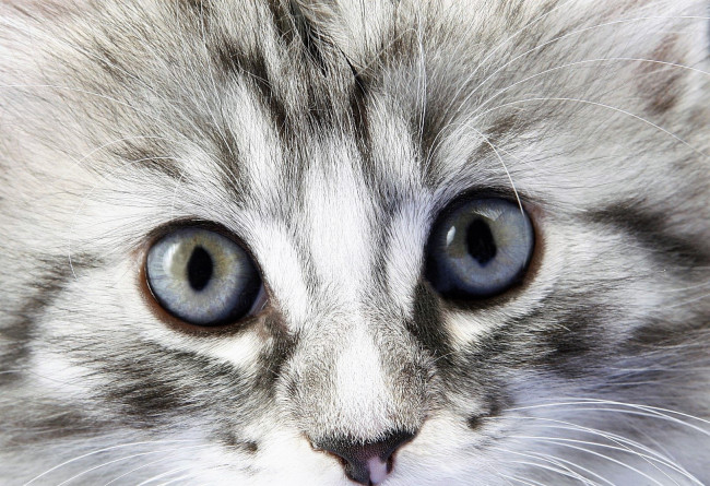 Обои картинки фото животные, коты, котенок, глаза