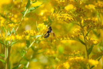 обоя животные, пчелы,  осы,  шмели, оса