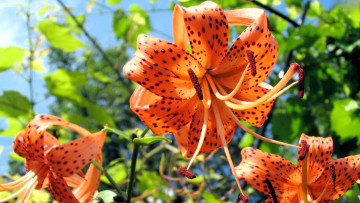 Картинка цветы лилии +лилейники тигровые