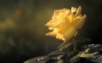 Картинка цветы розы цветок