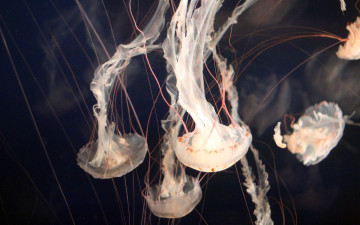 Картинка животные медузы