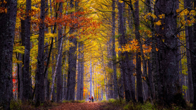 Обои картинки фото природа, лес, осень, листья, дорога, люди