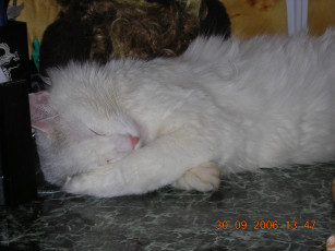 Картинка крепкий сон после купания животные коты