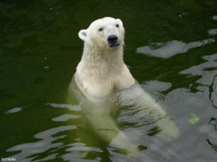 Картинка животные медведи