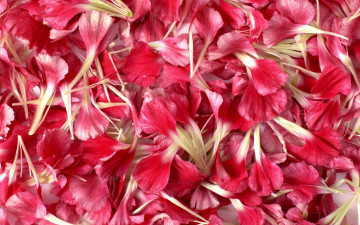 Картинка цветы