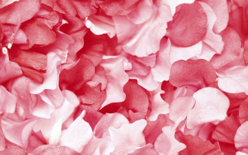 Картинка цветы