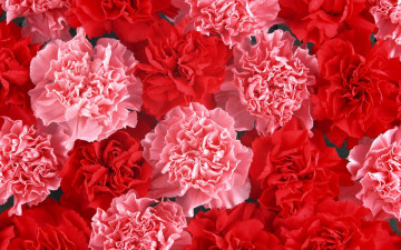 Картинка цветы гвоздики