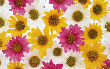 Картинка цветы хризантемы