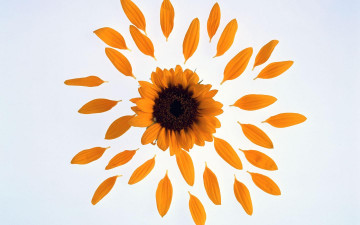 Картинка цветы подсолнухи