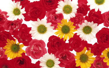 Картинка цветы разные вместе