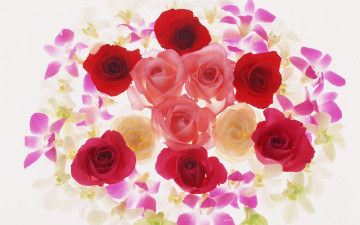 Картинка цветы разные вместе