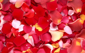 Картинка цветы розы