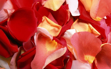 Картинка цветы розы