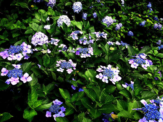 Обои картинки фото цветы, гортензия