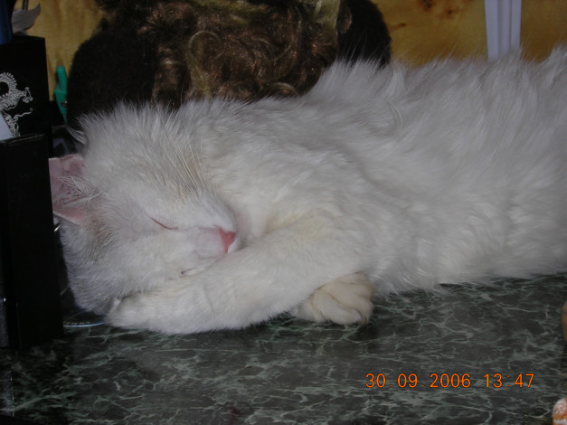 Обои картинки фото крепкий, сон, после, купания, животные, коты