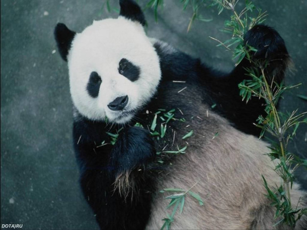 Обои картинки фото животные, панды