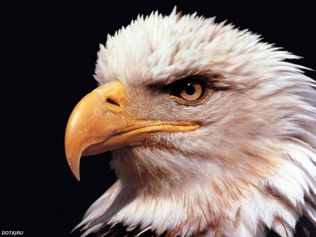 Обои картинки фото животные, птицы, хищники