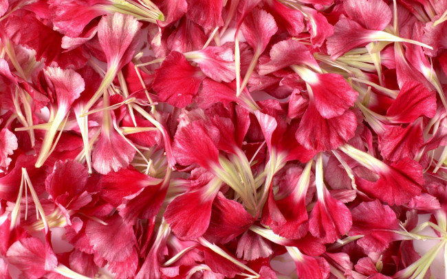 Обои картинки фото цветы