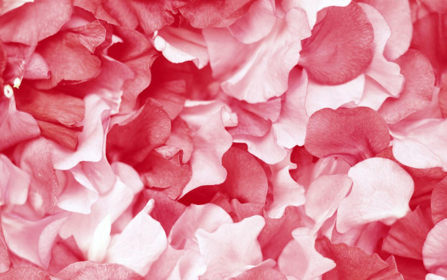 Обои картинки фото цветы