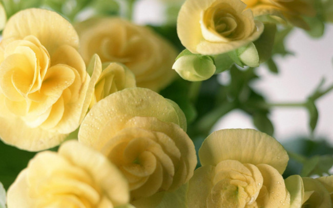 Обои картинки фото цветы, бегония