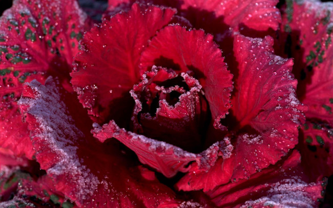 Обои картинки фото цветы, декоративная, капуста