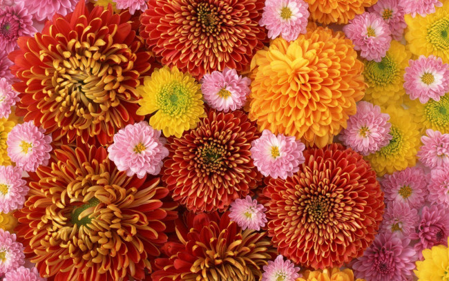 Обои картинки фото цветы, хризантемы