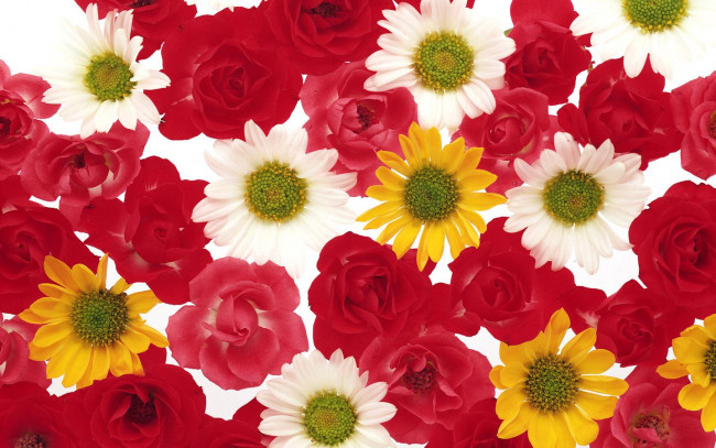 Обои картинки фото цветы, разные, вместе