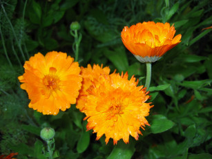 Картинка цветы календула