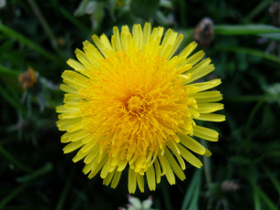Картинка цветы одуванчики