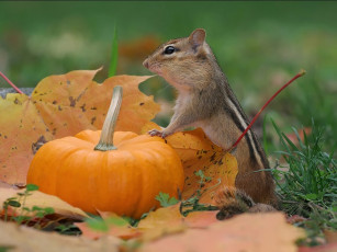 Картинка осень время сбора урожая авт брюнет по имени виктор животные бурундуки