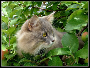 Картинка животные коты