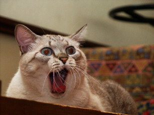 Картинка животные коты