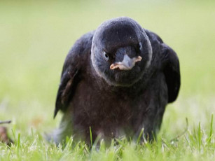 Картинка животные вороны грачи галки