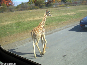 Картинка животные жирафы