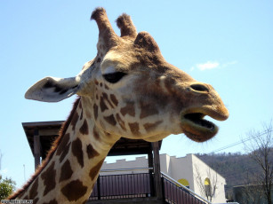 Картинка животные жирафы