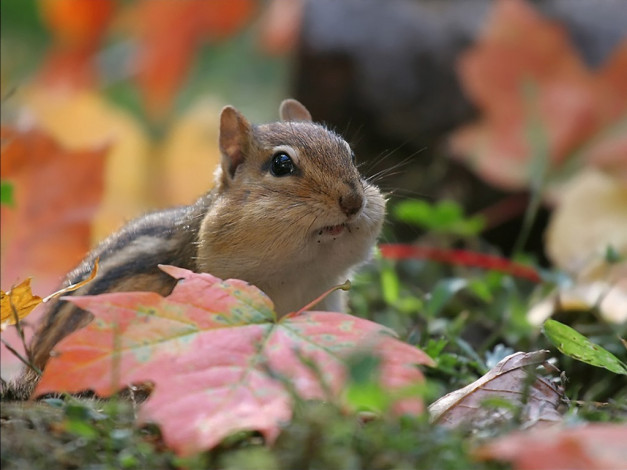 Обои картинки фото авт, брюнет, по, имени, виктор, животные, бурундуки