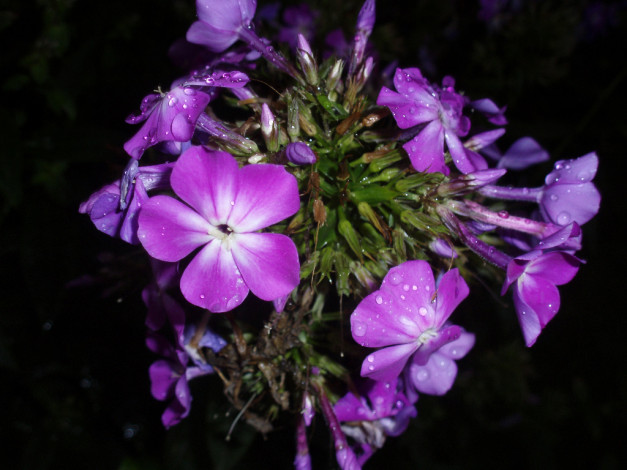 Обои картинки фото цветы, флоксы