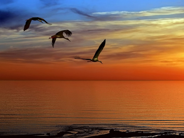 Обои картинки фото сон, авт, тамара, животные, журавли