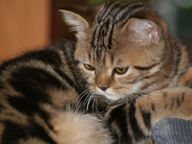 Обои картинки фото животные, коты