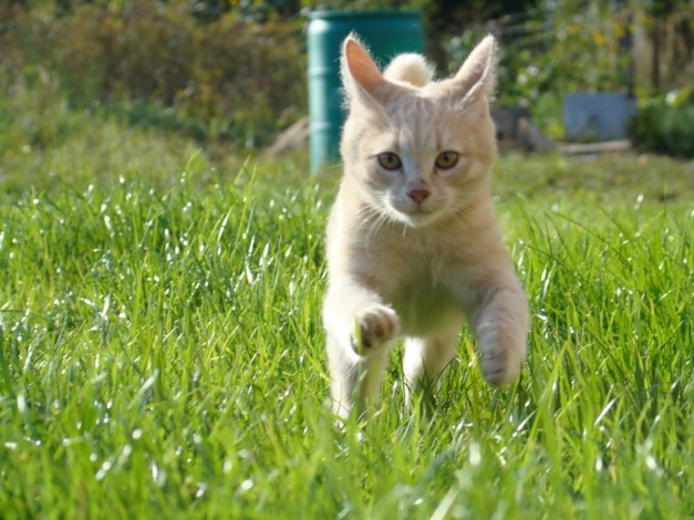 Обои картинки фото животные, коты